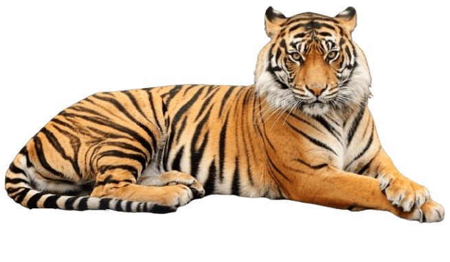 Tigercise: Lying Down Tiger Image