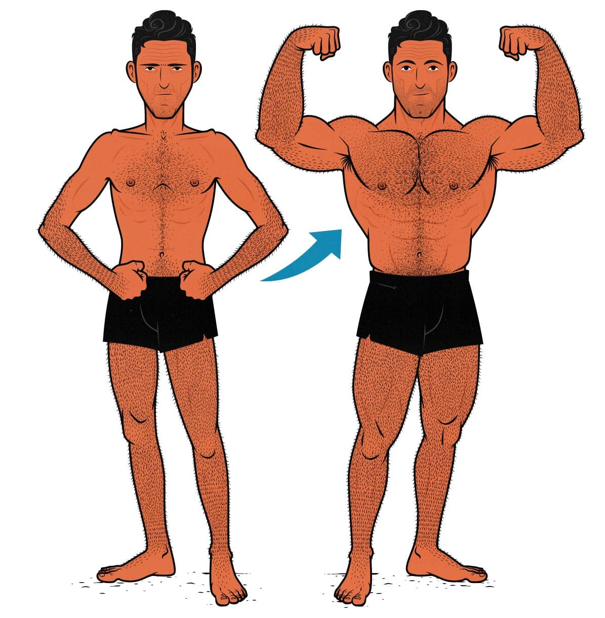 Muscle Growth Image