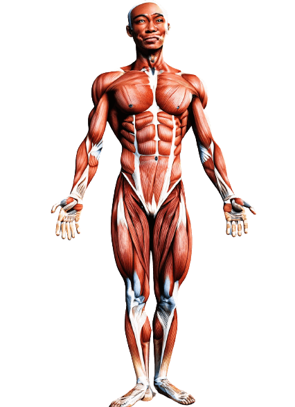 Front Muscle Group Image